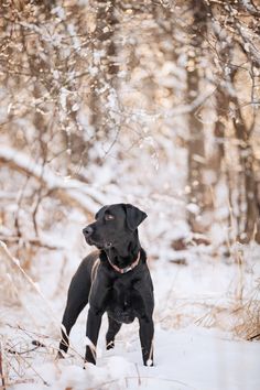 Black Lab in snow |