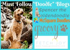 Must Follow Doodle B