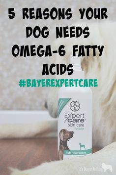 5 Reasons Your Dog N
