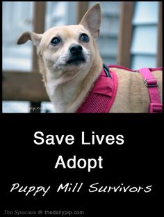 special needs dog ad