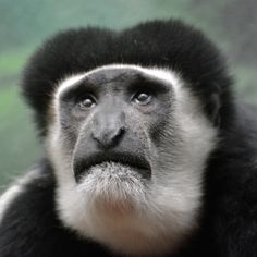 Celebrating Monkey D
