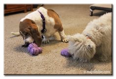 We review @PetSafe C