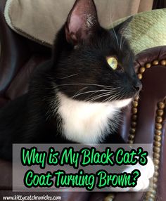 A black cat's coat m