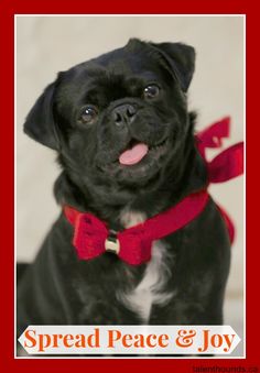 Kilo The Pug's Holid