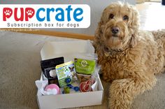 February PupCrate bo