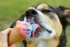 Yummy frozen treats
