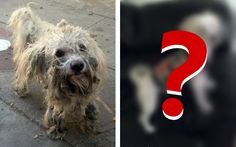 Does the #Pet you ar