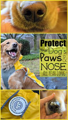 Protect your dog's n