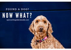 Found a Dog? Now Wha