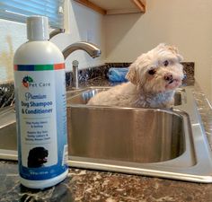 Bathe Dogs Naturally