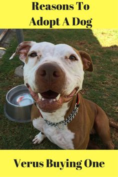 October is Adopt A S