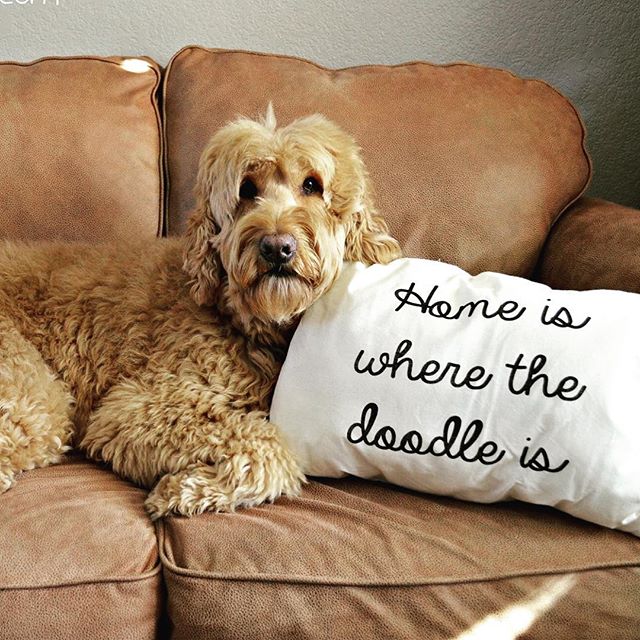 Home is where the doodle is! So true! Love my new pillow from @throw.pillow! #spencer #spencerthegoldendoodle #doodlesofinstagram #goldendoodle #goldendoodlesofmn #goldendoodlesofinstagram #dog #dogs #dogsofMN #dogsofthenorth #dogsofinstagram #minnesotadog #minnesotadoodle #minnesotagoldendoodles #throwpillow