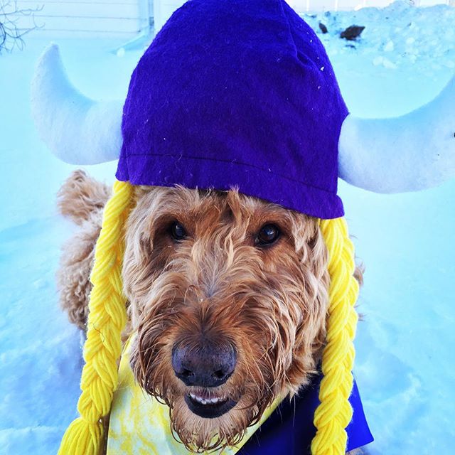 Today is the big day, the Vikings vs Packers showdown! The winner takes the division! Who will be watching the big game??? Skol Vikings!!! 🏉🏉🏉
#spencerthegoldendoodle #spencer #doodlesofinstagram #goldendoodle #goldendoodlesofmn #goldendoodlesofinstagram #mydogisasidewalkdog #minnesota #minnesotadog #minnesotadoodle #minnesotavikings #dog #dogs #dogsofMN #dogstagram #dogsofthenorth #dogsofinstagram #vikings #vikingsfootball #skol #skolvikings #ThisIsMyMinnesota